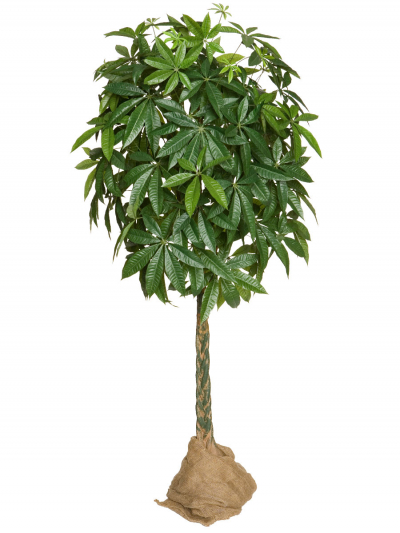 Pachirakugelbaum künstlich ca. 180 cm